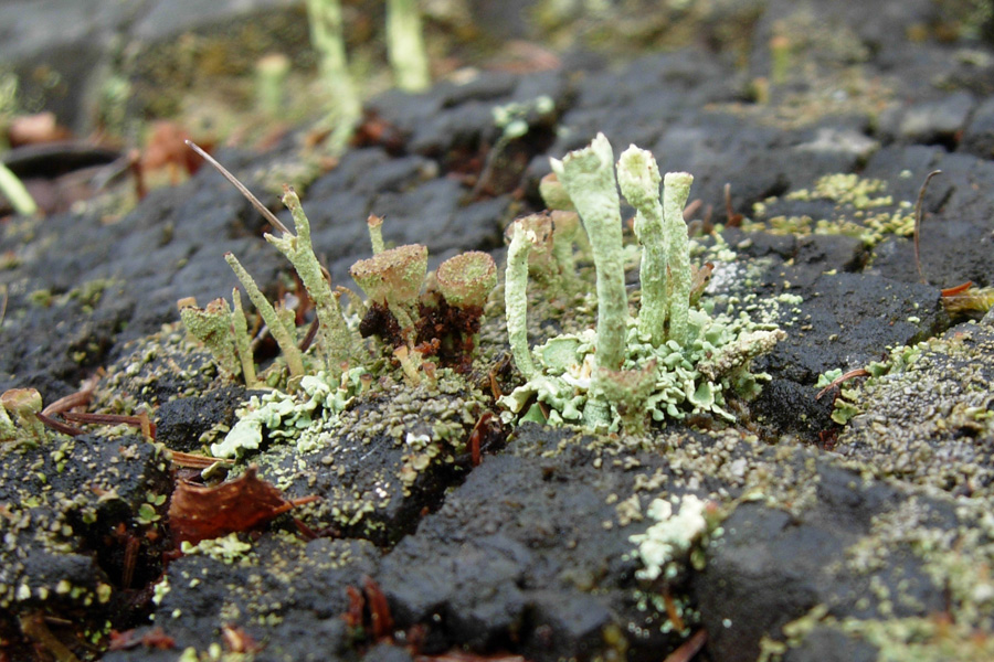 Tutte Cladonia?